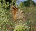 Coenonympha lyllus